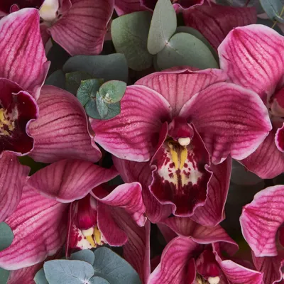 Орхидея камбрия красная купить