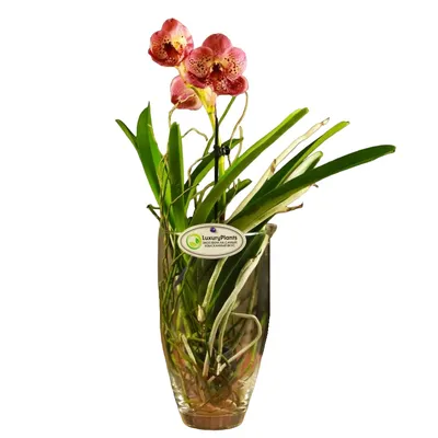Орхидея Фаленопсис красная | купить на FlowersLand.by