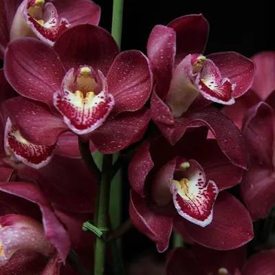 ᐉ Светильник-ночник Орхидея Бордовая (КО09041703)