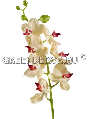 Растение искусственное Garda Decor Орхидея бордовая в горшке, арт.  29BJ-170-12 - цена от 6 840 р