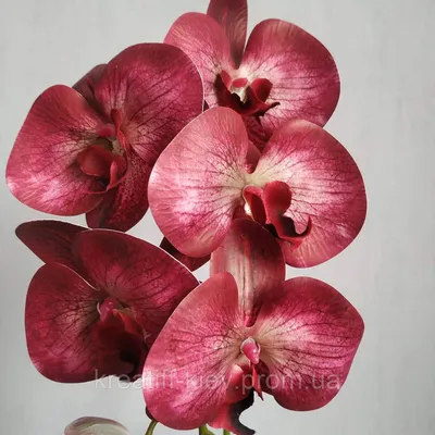 Красная орхидея Allura Ruby Diamond купить