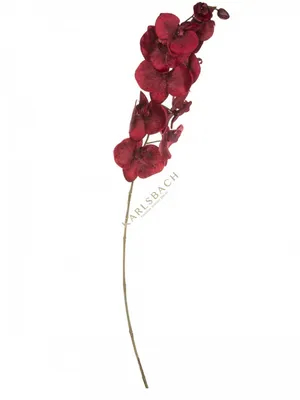 Орхидея Фаленопсис Бордовая Пестрая (Phalaenopsis) D6см Exotica 170746706  купить в интернет-магазине Wildberries