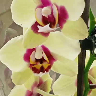 Орхидея Фаленопсис золотисто-бордовая высота 100 см - купить в Москве  недорого | Greendekor.ru