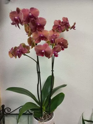 Орхидея Ванда мини бордовая в стеклянной вазе - купить в Москве, цены на  Мегамаркет