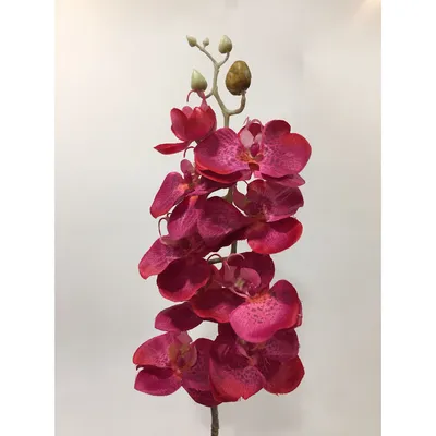 Бело-бордовая орхидея фаленопси Legend. Купить в Киеве орхидеи с доставкой.  Флора Лайф