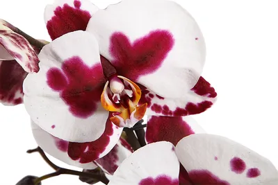 Орхидея бархатная 105см красная, ПМ 07033 | Household