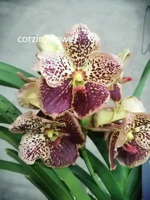 Орхидея Фаленопсис Пунш 2 ст купить в Москве с доставкой | Магазин растений  Bloom Story (Блум Стори)
