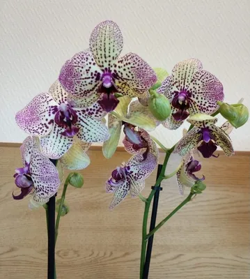 Орхидея бордовая фото фотографии