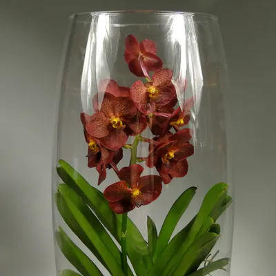 ᐉ Светильник-ночник Орхидея Бордовая (КО09041703)