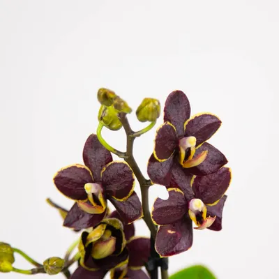 бордовая орхидея фаленопсис мини фотография Stock | Adobe Stock