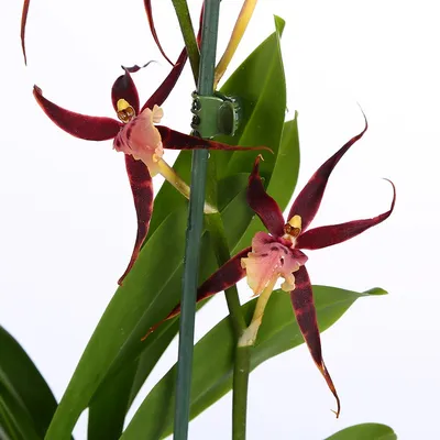 Орхидея брассия фото фотографии