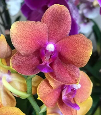 Орхидея будда фото фотографии