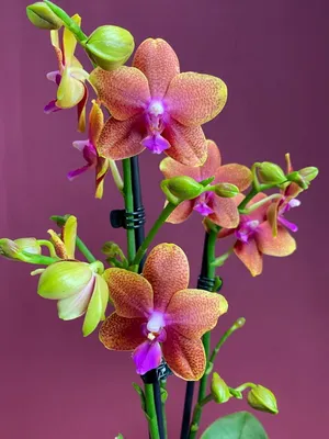 Орхидея Фаленопсис Лекко Будда 2 ст купить в Москве с доставкой | Магазин  растений Bloom Story (Блум Стори)