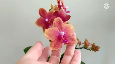 Phal. Bronze Buddha with other orchids/ Ароматная орхидея Бронзовый Будда и  другие орхидеи. - YouTube