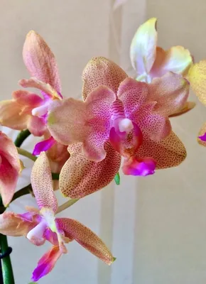 Бронзовый Будда | Pretty flowers, Orchids, Flowers