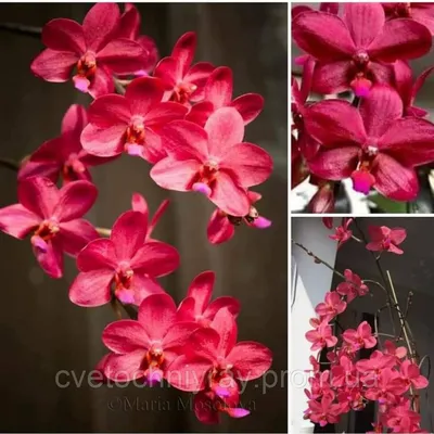 Фаленопсис Сокровище Будды (Phalaenopsis Buddha's Treasure) Тайвань —  купить в интернет-магазине Ангелок