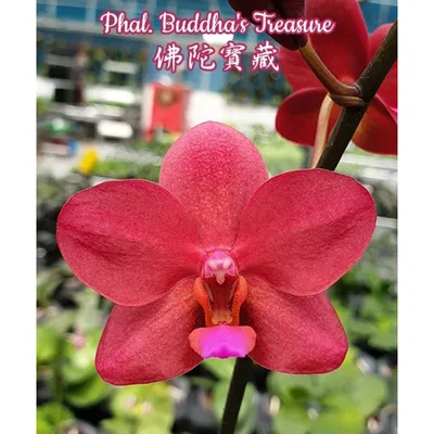 Орхидея Phal. Buddhas Treasure - купить, доставка Украина