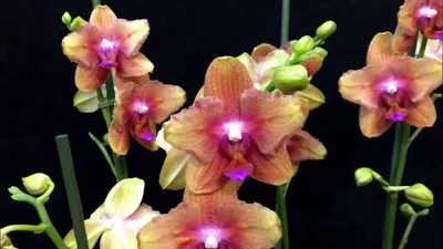 Самые долгоцветущие, домашние орхидеи Phalaenopsis сорт Bronze Buddha (  Бронзовый Будда) , Pirate Picotee, Келлион (Kellion)бабочка. | Танюшины  орхидеи и сад | Дзен