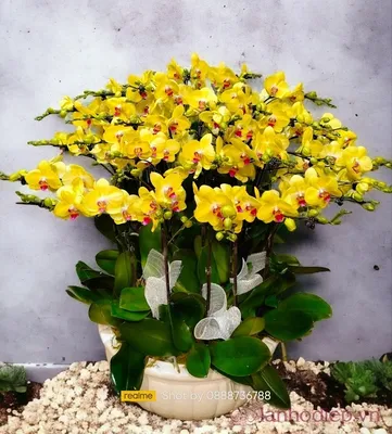 Орхидея будда - красивые фото