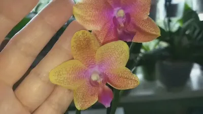 Дарим орхидею фаленопсис