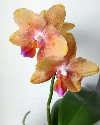 Орхідея Phal. Buddha's Treasure Підліток 2,5 / Будда Трезор  (ID#1388268163), цена: 420 ₴, купить на Prom.ua