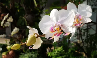 Пилора орхидея фаленопсис - 58 фото