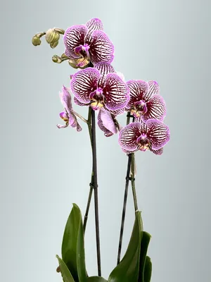Орхидея бухарест - красивые фото