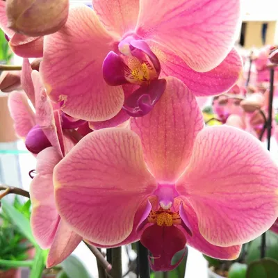 Розовая орхидея фаленопсис - 72 фото