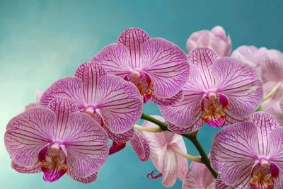 Орхидея Phalaenopsis Happy Minho