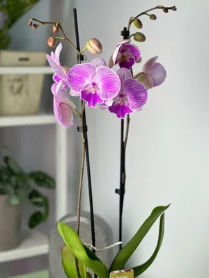 Phalaenopsis Anthura Bucharest - YouTube