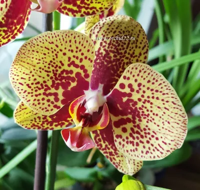 Орхидея чармер фото фотографии