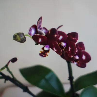 Орхидея черная фото фотографии