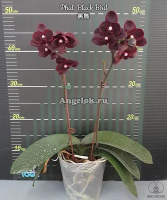 Фаленопсис Чёрная птичка (Phalaenopsis Black Bird) детка Каталог орхидей -  фаленопсисов, каттлей, ванд, дендробиумов со всего мира от интернет  магазина Ангелок