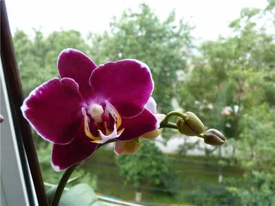 Орхидея черная птичка фото фотографии