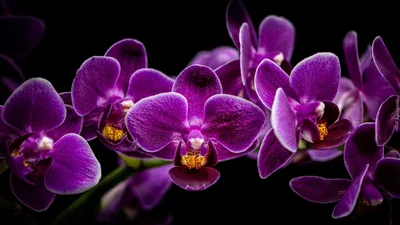 Фаленопсис (Phalaenopsis) - купить орхидеи в Украине недорого почтой |  FLORIUM.UA Страница №3