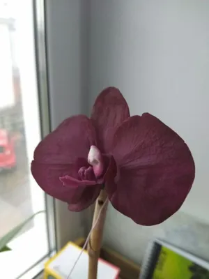 Lycaste Orchid Shop - Под заказ с приездом в феврале - марте! Phal. Black  Bird HCC/IOS Размер - 2,5 ЦЕНА - 275 грн Под заказ доступна чудесная Черная  птичка!🖤 Цветочек плотной структуры,