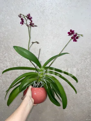Орхидея черная жемчужина фото фотографии