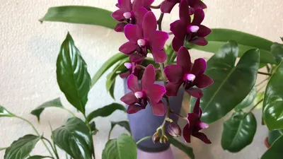 Phal. Black Pearl ( Чёрная жемчужина ) Бархатная малышка 😍😍😍полный  роспуск !🌸🌷🌺💐 - YouTube