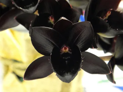 Редкая черная орхидея зацвела в Москве
