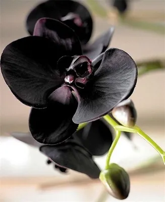 Орхидея Black Pearl черная жемчужина бархатная: 265 грн. - Комнатные  растения Киев на Olx