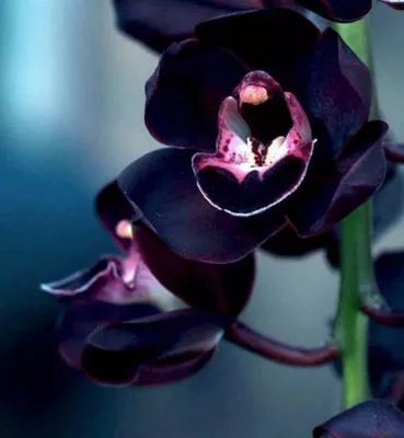 Кликните для закрытия картинки, нажмите и удерживайте для перемещения |  Экзотические цветы, Черная орхидея, Идеи посадки растений