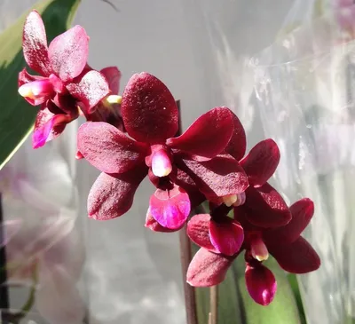 Орхидея (нецветущий подросток) TopDreams фаленопсис Phal. Black pearl (Черная  жемчужина) с бархатными цветами в размере 1.7 – характеристики | ROZETKA