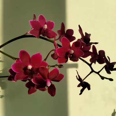 Самая черная орхидея в мире расцвела в Ботаническом саду Петра I -  Москва.Центр