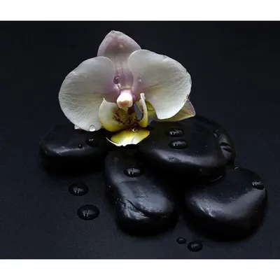 Орхидея чёрная жемчужина купить в Анапе | Товары для дома и дачи | Авито