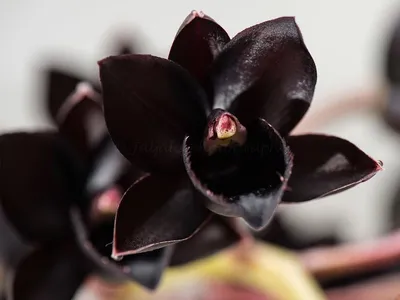 Черная Орхидея - 65 фото