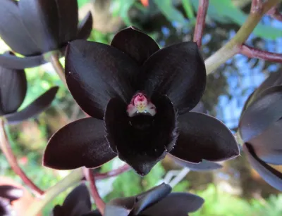 Zelena Xata - Орхидея черная жемчужина, есть немного деток... | Facebook