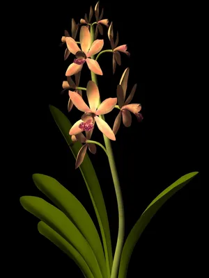 Черная Орхидея - 65 фото