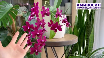 Орхидея черная жемчужина - красивые фото