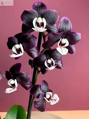 АМИНОСИЛ - витамины для растений | Красавица орхидея-мультифлора \"Черная  Жемчужина\" из коллекции Екатерины Босовой на канале Мир орхидей с @aminosil  | Дзен