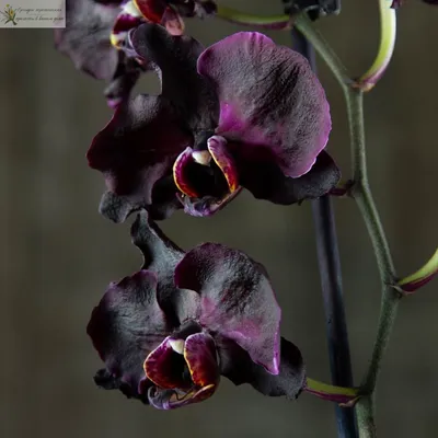 Черная орхидея фаленопсис-магия красоты и редкости.